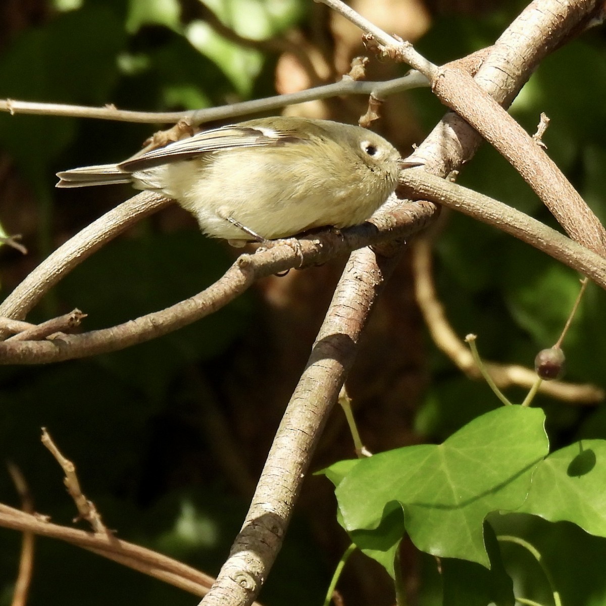 Ruby-crowned Kinglet - ML646655544