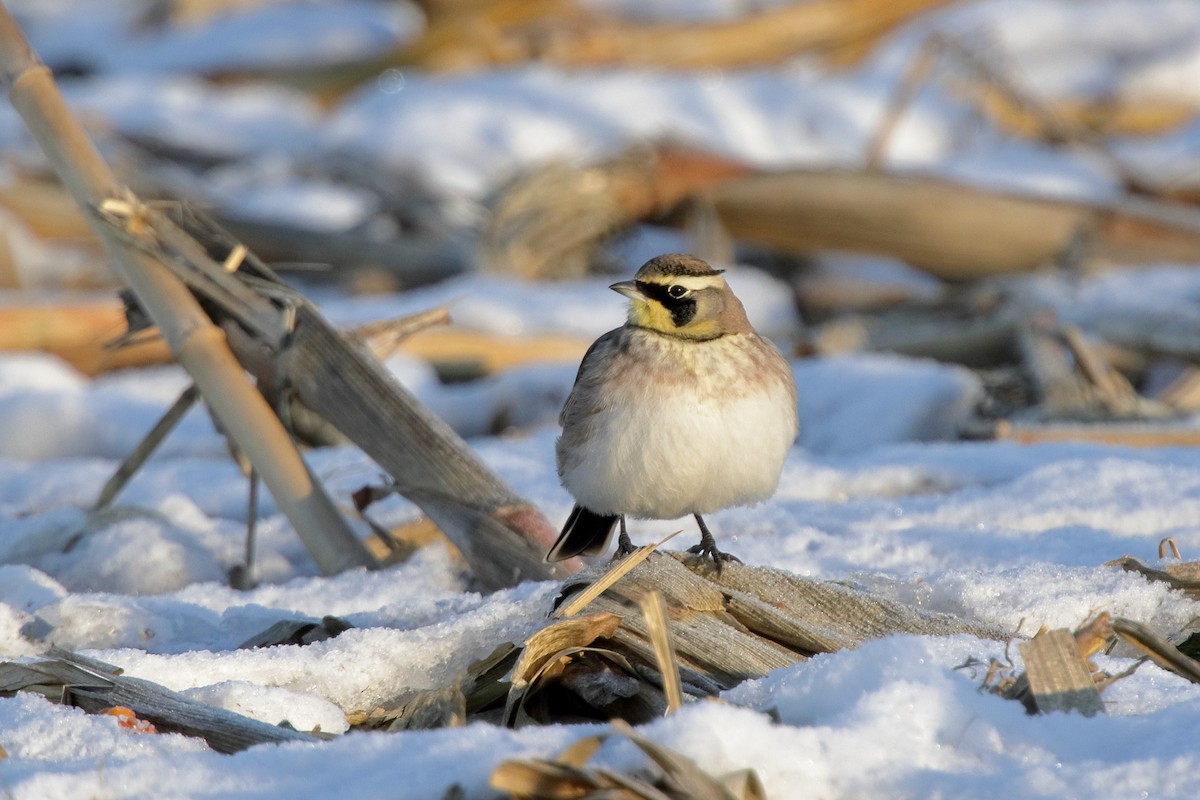 Horned Lark - ML646655546