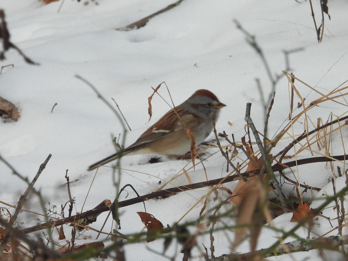 Пасовник північний - ML646655548