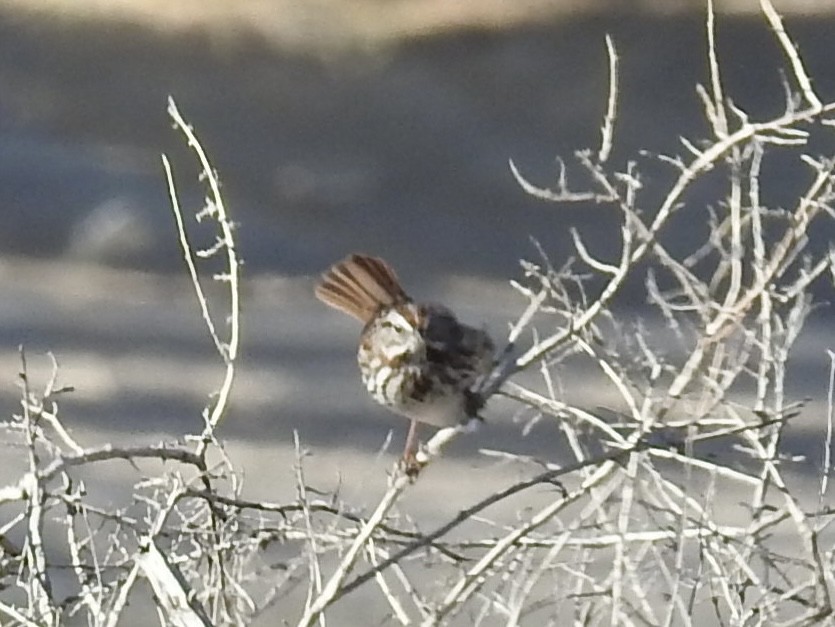 Song Sparrow - ML646655560