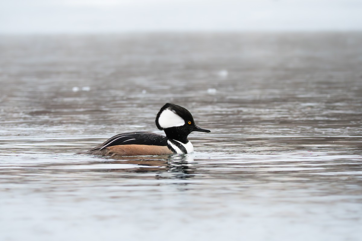 Hooded Merganser - ML646655561
