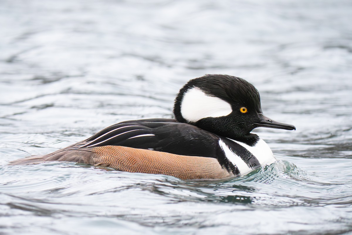 Hooded Merganser - ML646655562