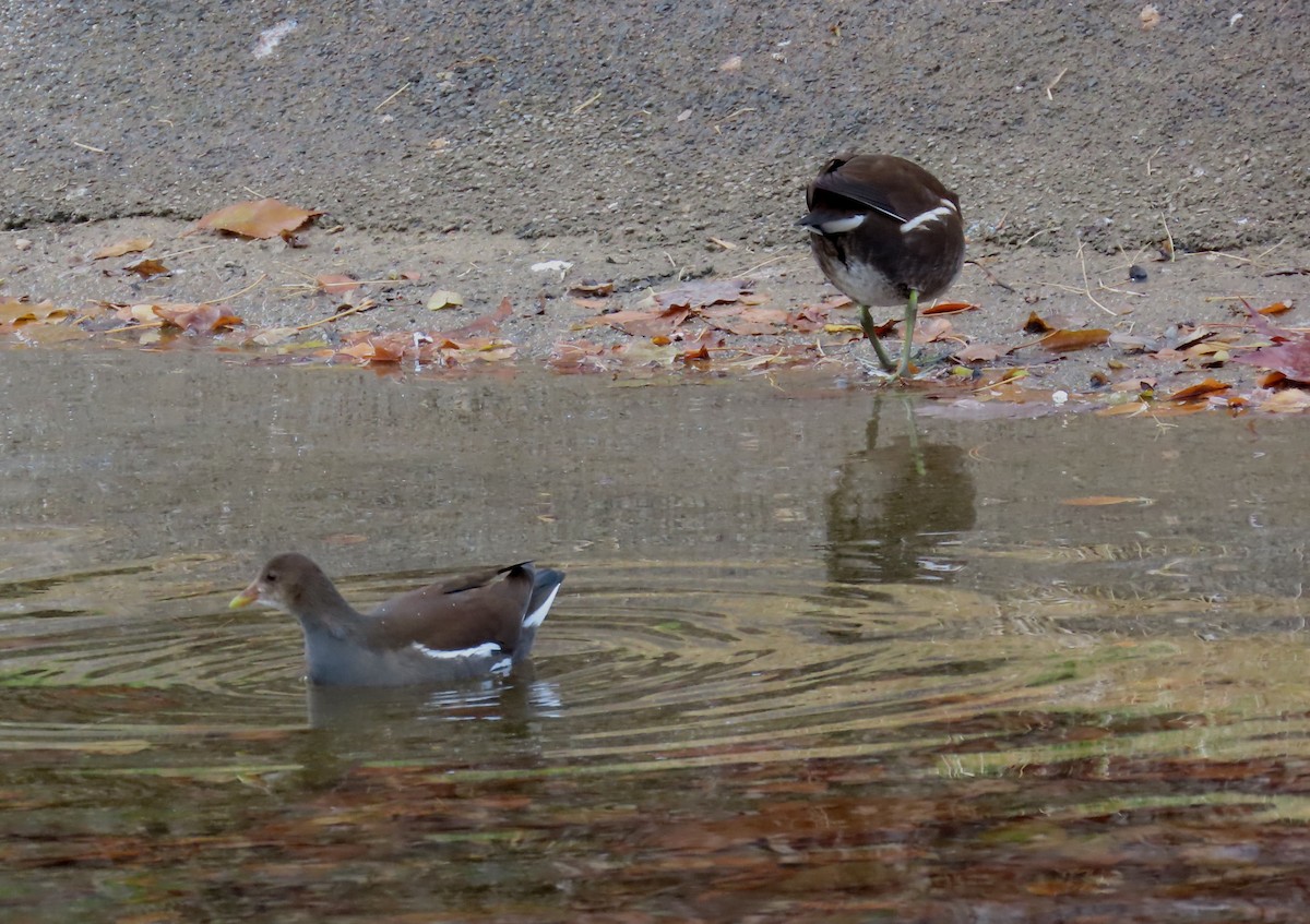 Eurasian Moorhen - ML646655563