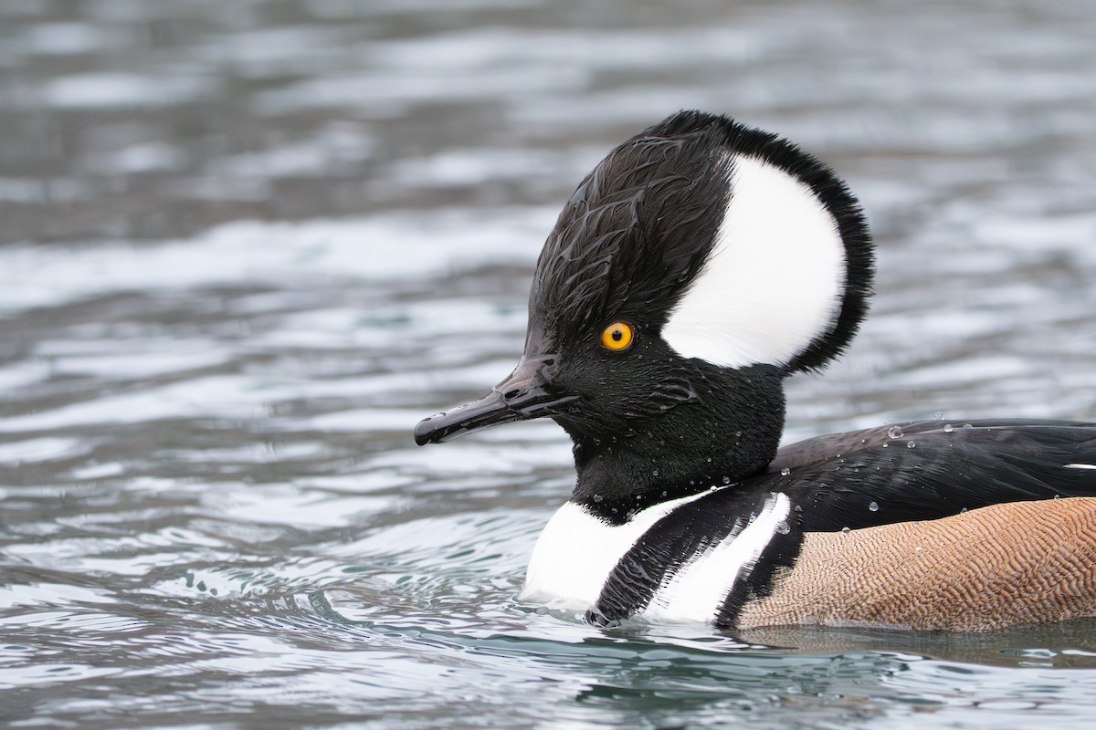 Hooded Merganser - ML646655564