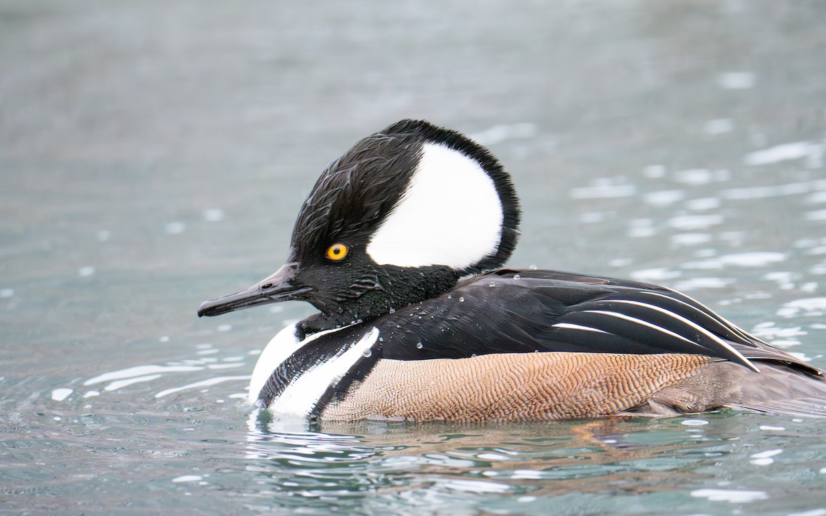 Hooded Merganser - ML646655565