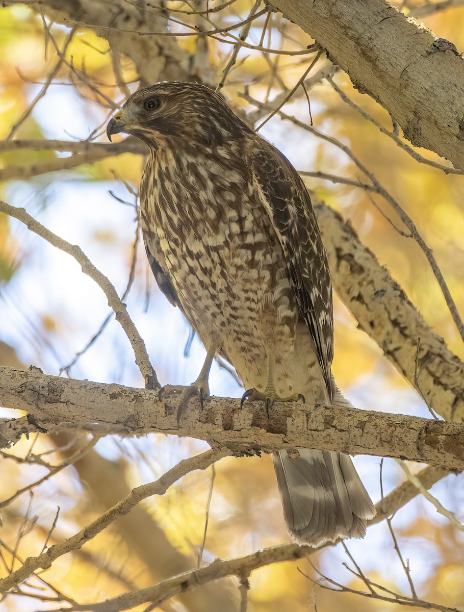 Red-shouldered Hawk - ML646655566