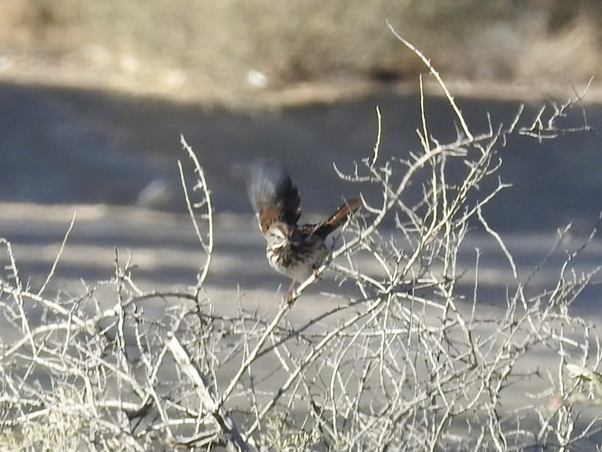 Song Sparrow - ML646655568