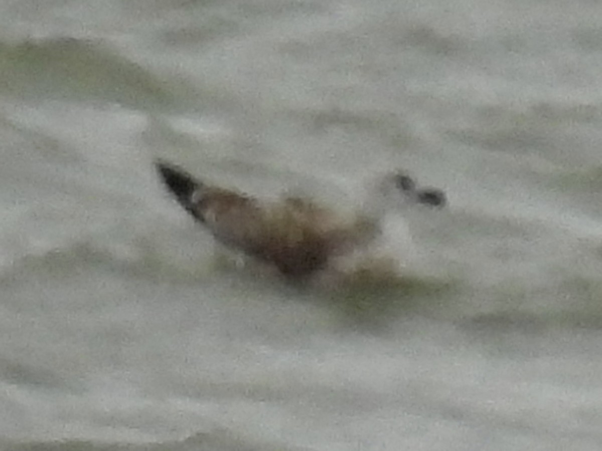 gull sp. - ML646655569