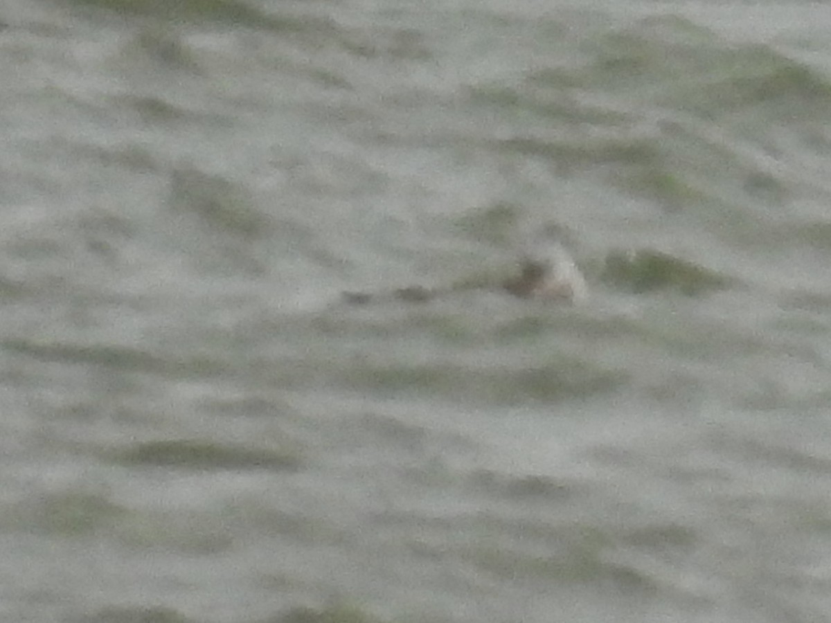 gull sp. - ML646655570