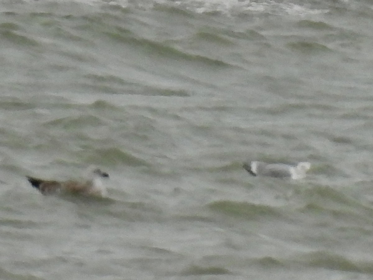 gull sp. - ML646655571