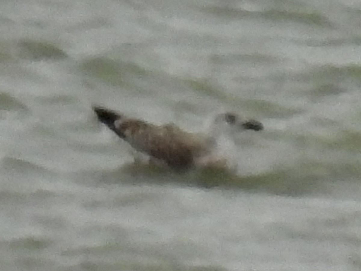 gull sp. - ML646655572