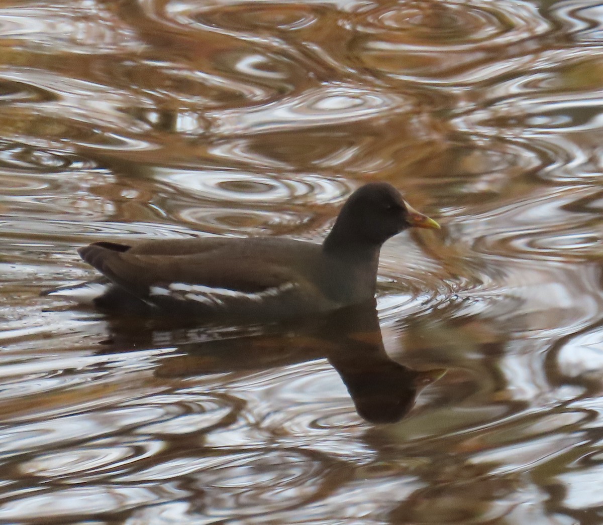 Eurasian Moorhen - ML646655573