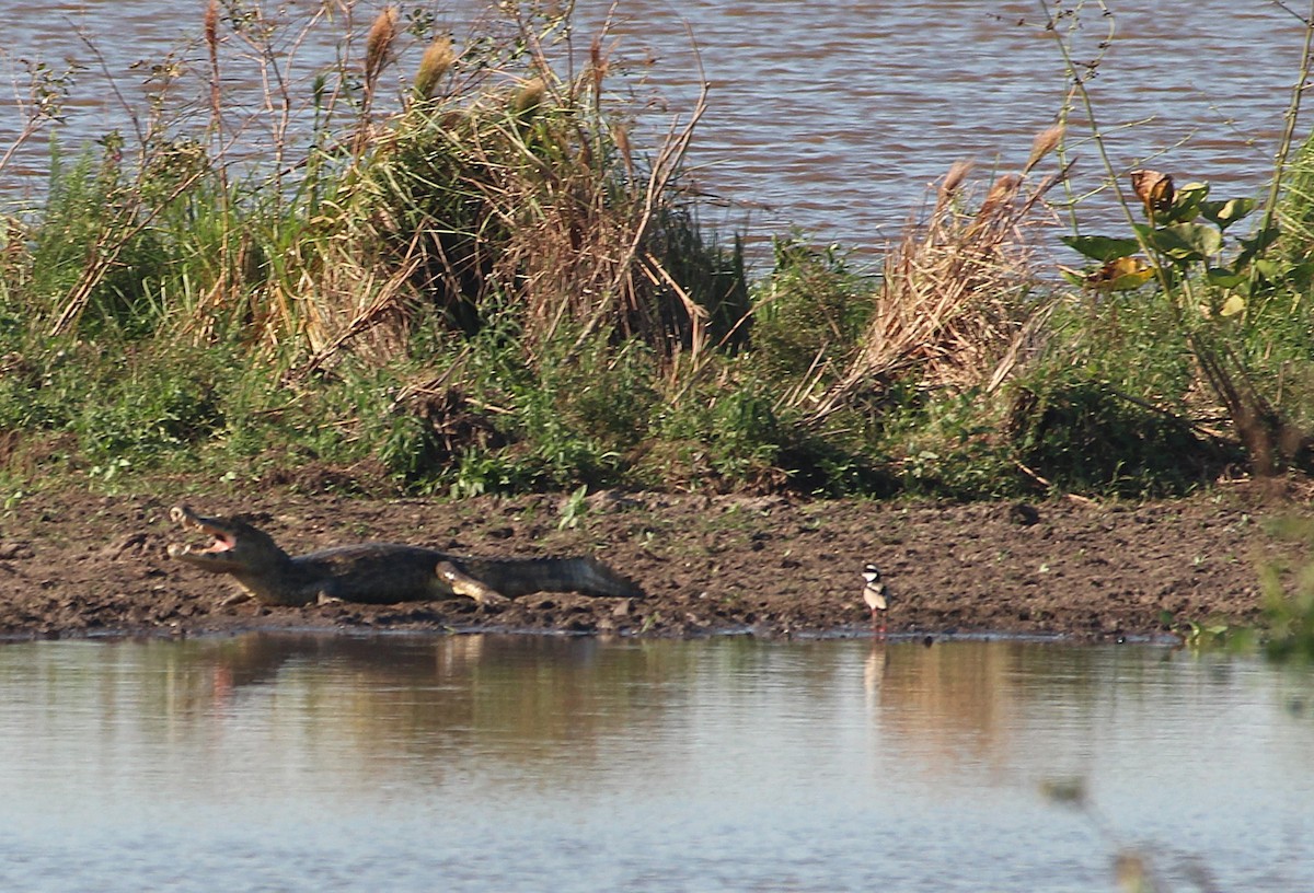 Pied Plover - ML646655574