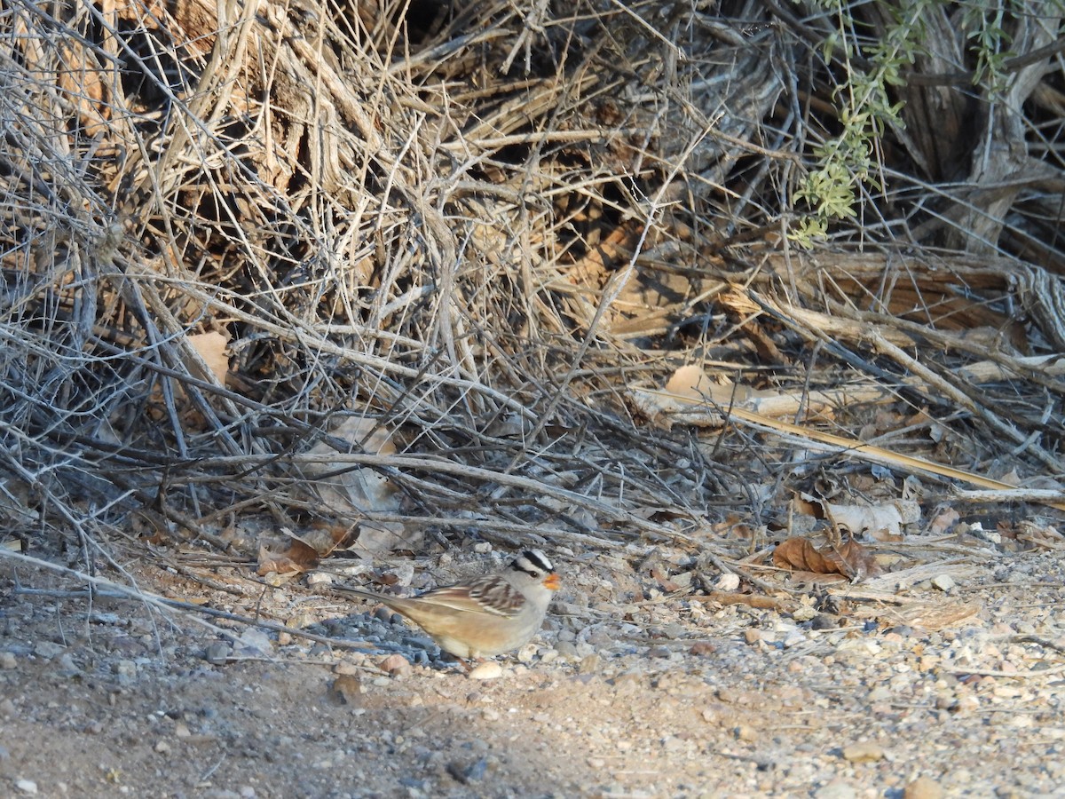 White-crowned Sparrow - ML646655575