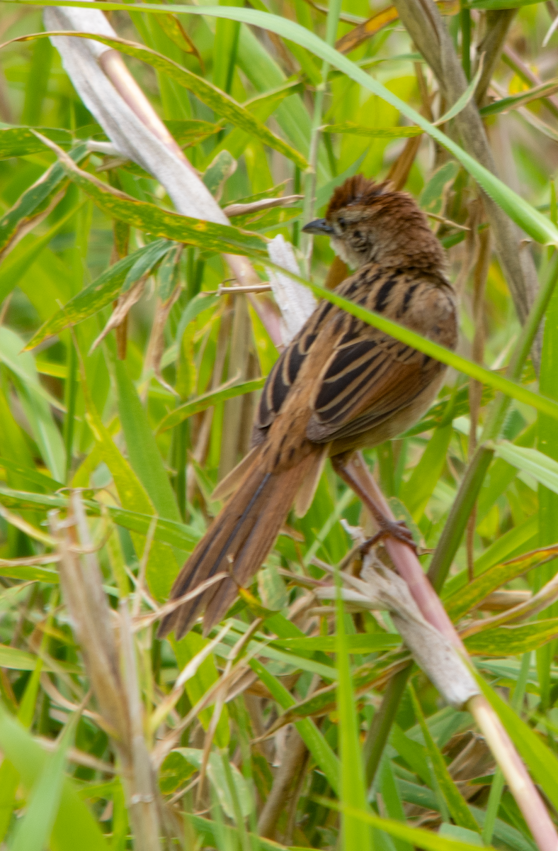 Tawny Grassbird - ML646655576