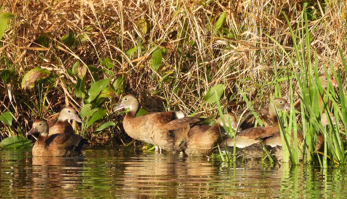 Black-bellied Whistling-Duck - ML646655577