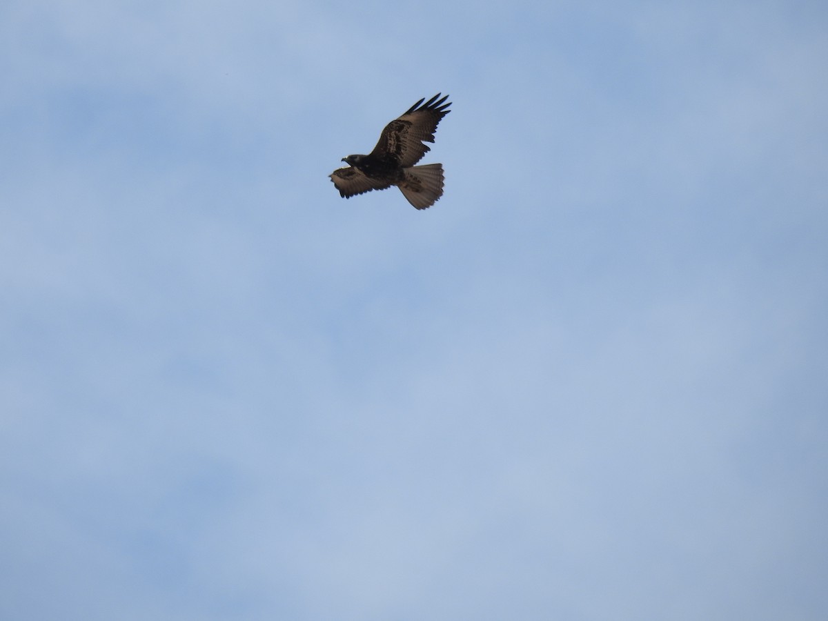 White-tailed Hawk - ML646655578