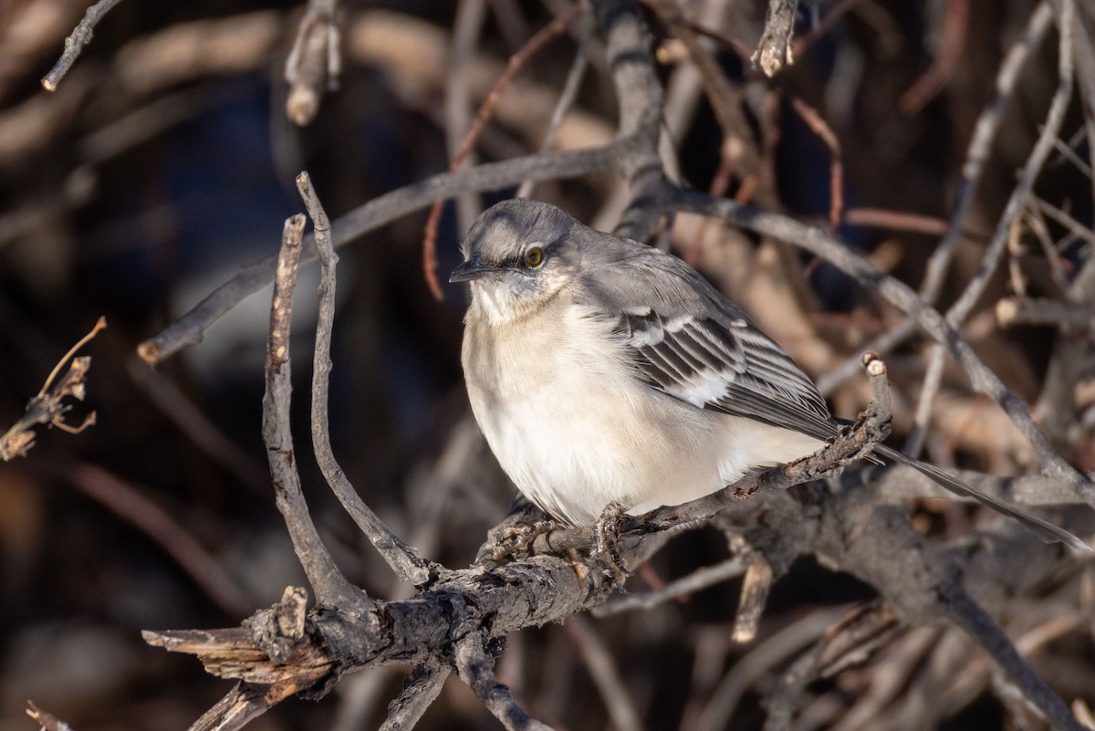 Northern Mockingbird - ML646655579