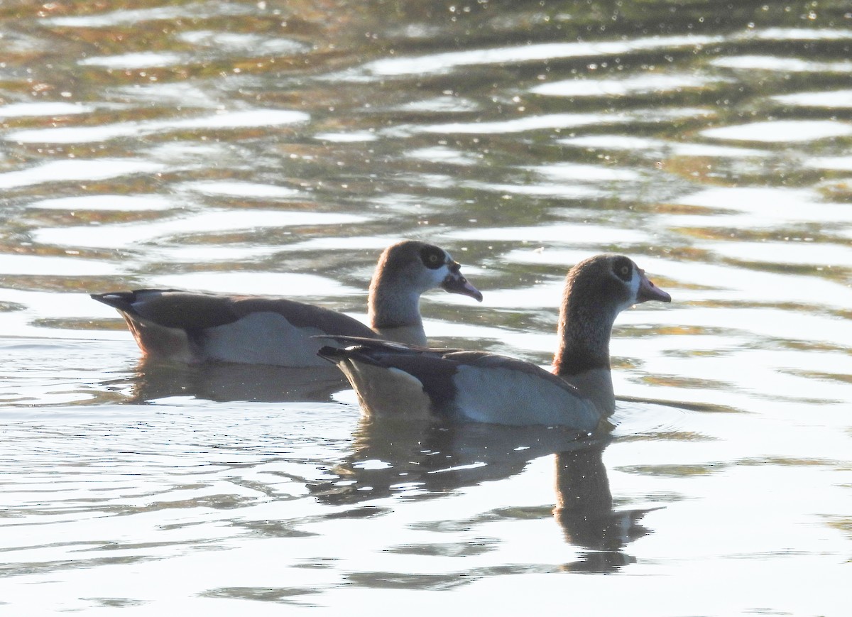 Egyptian Goose - ML646655580
