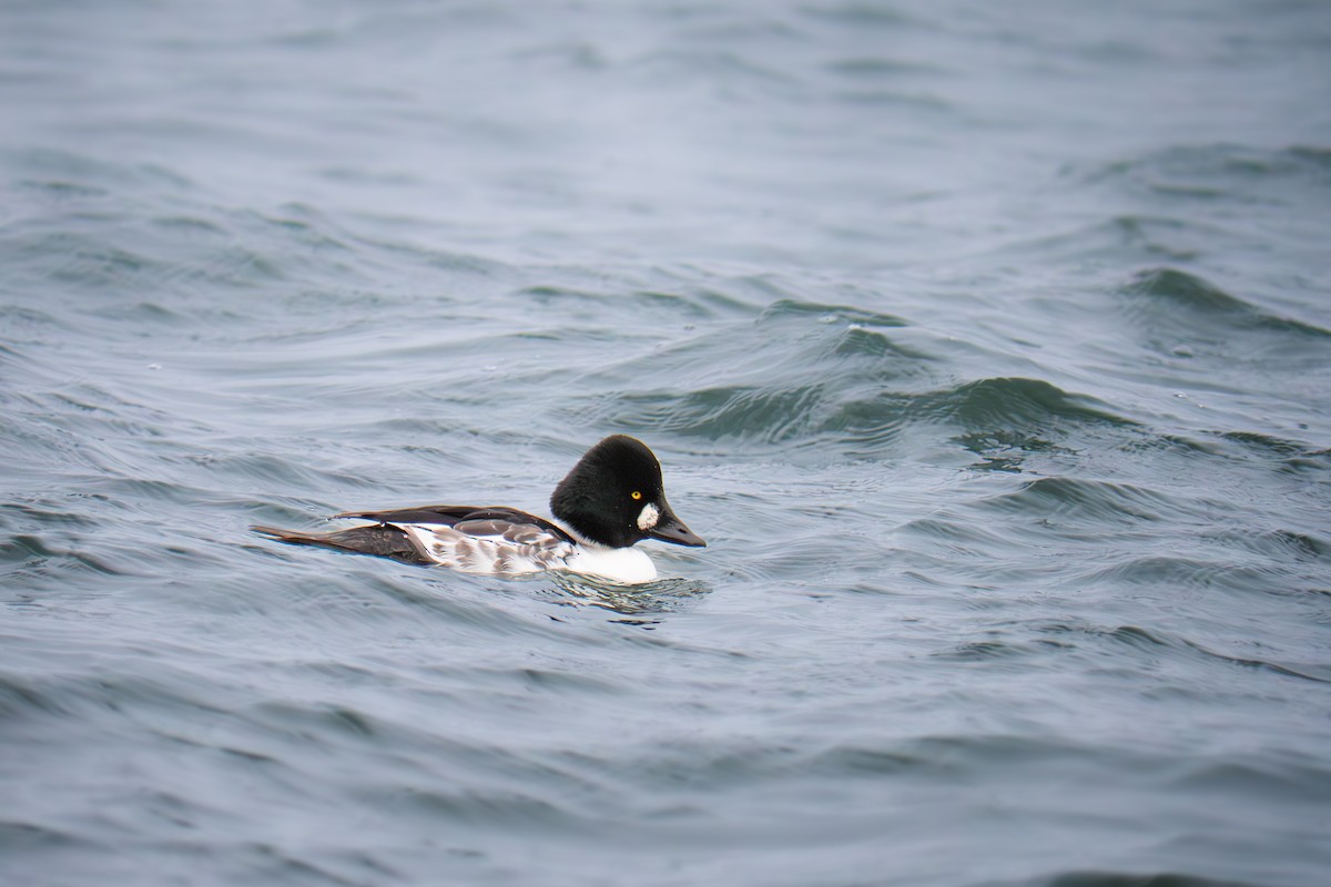 Common Goldeneye - ML646655581
