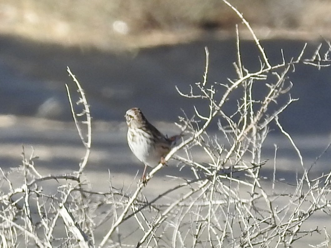 Song Sparrow - ML646655582