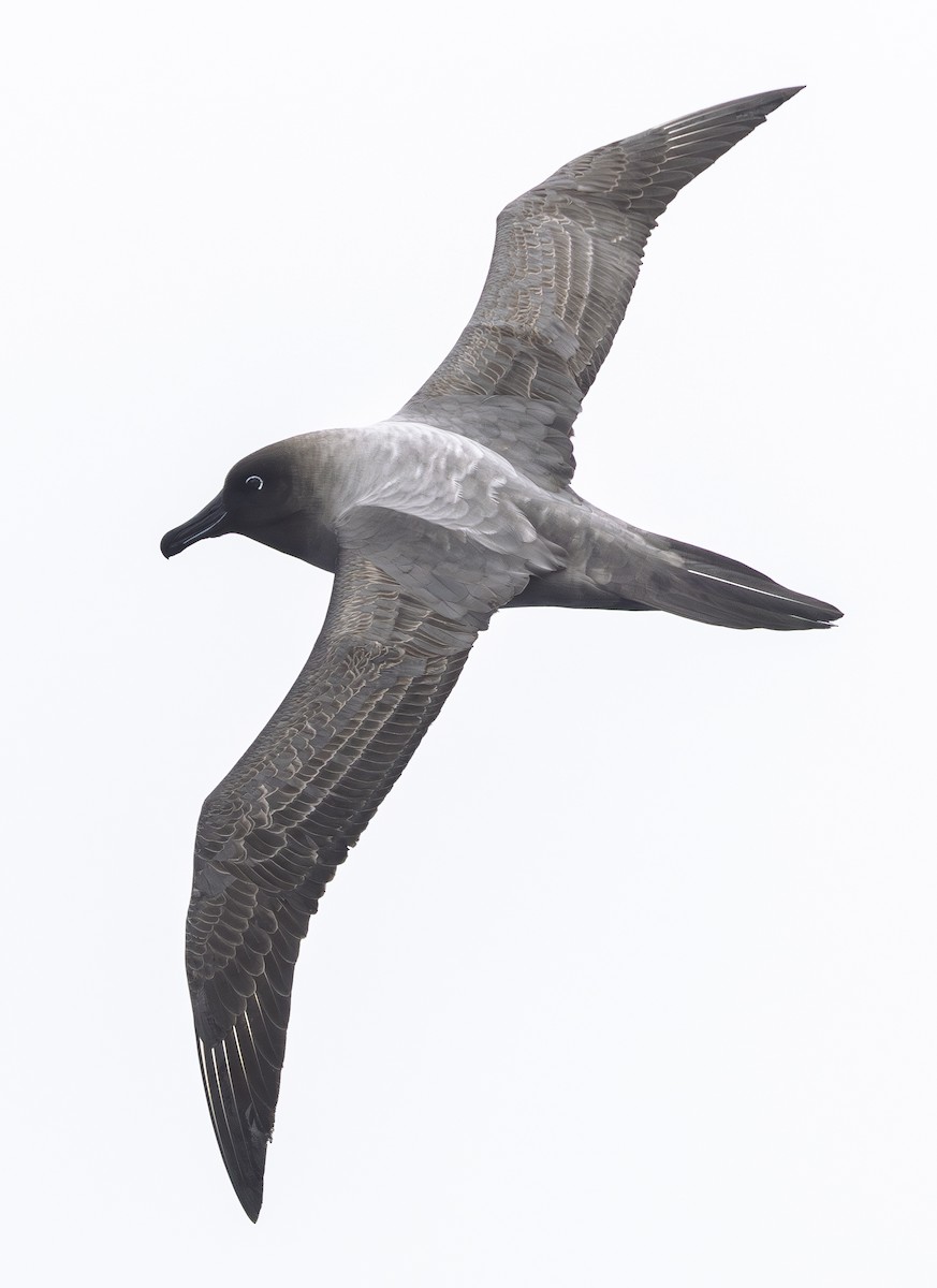 Light-mantled Albatross - ML646655583
