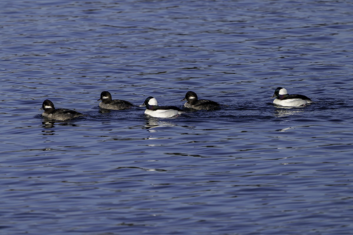 Bufflehead - ML646655584