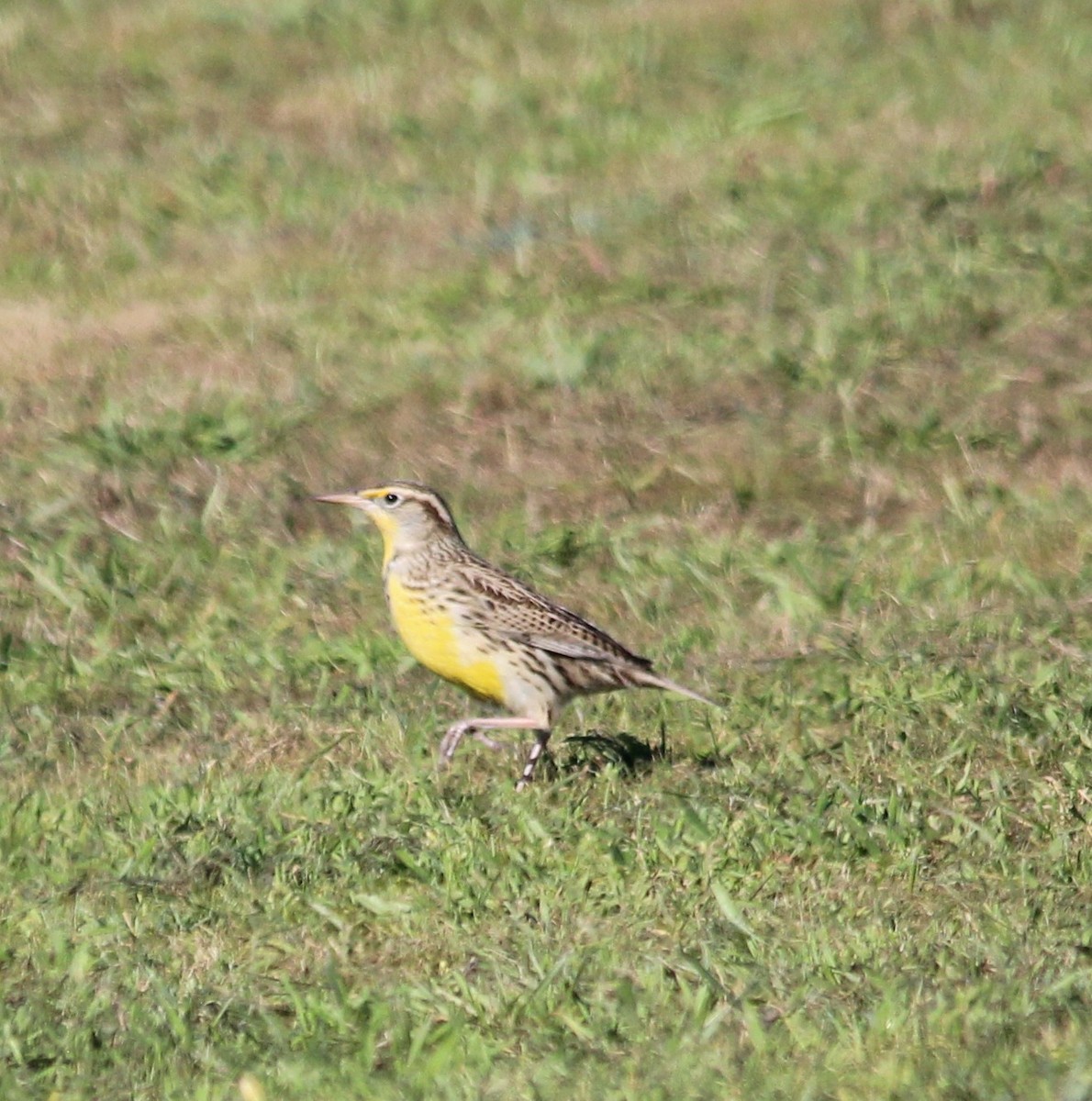 Western Meadowlark - ML646655585