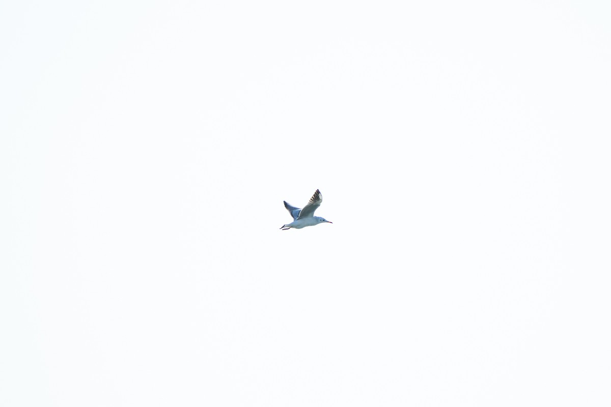 Slender-billed Gull - ML646655586