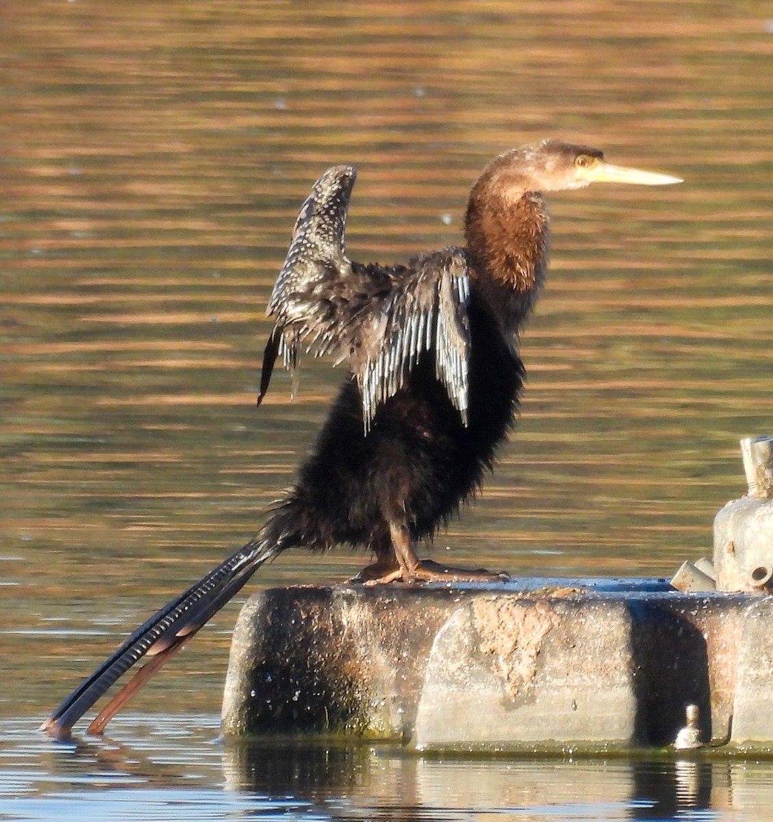 Anhinga - ML646655589