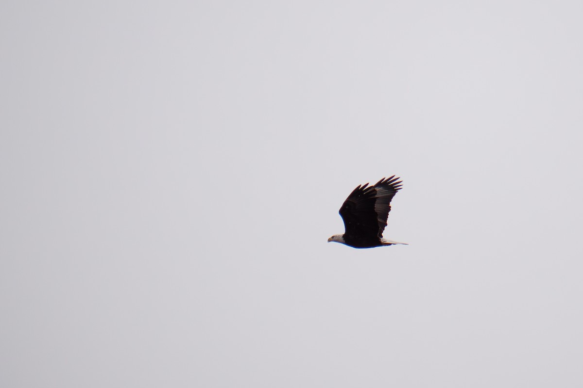 Bald Eagle - ML646655590