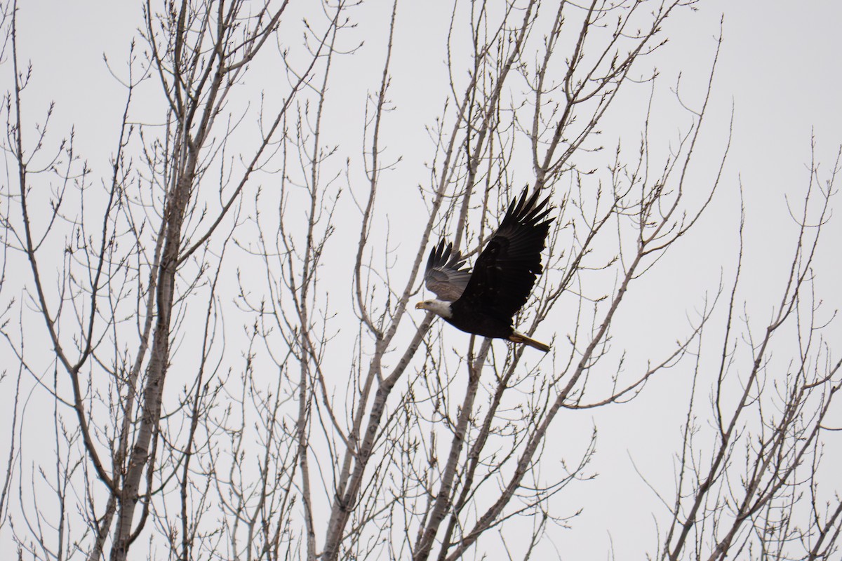 Bald Eagle - ML646655591