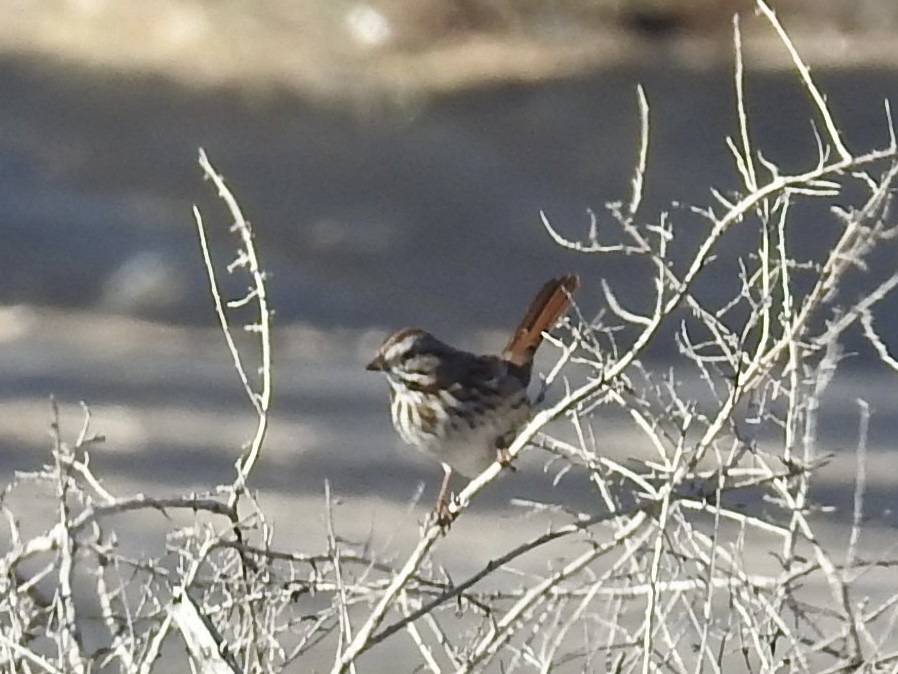 Song Sparrow - ML646655592