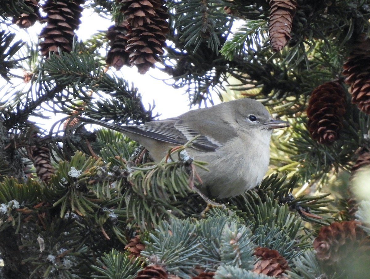 Pine Warbler - ML646655594