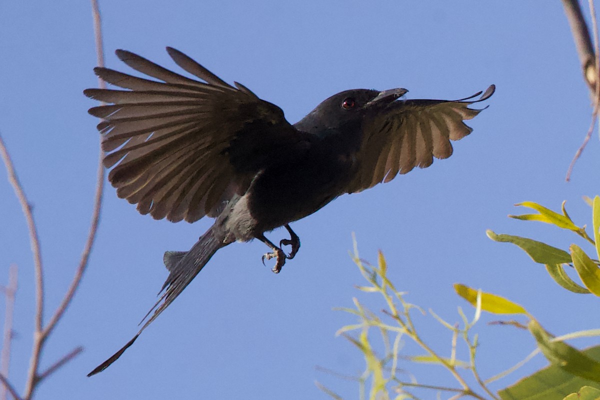 דרונגו שחור - ML646655595
