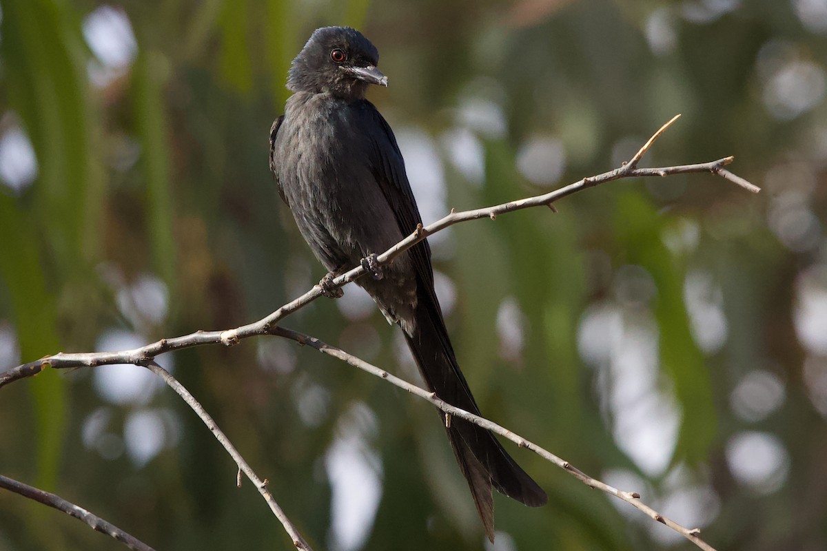 דרונגו שחור - ML646655596