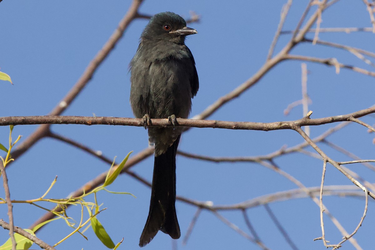 דרונגו שחור - ML646655597