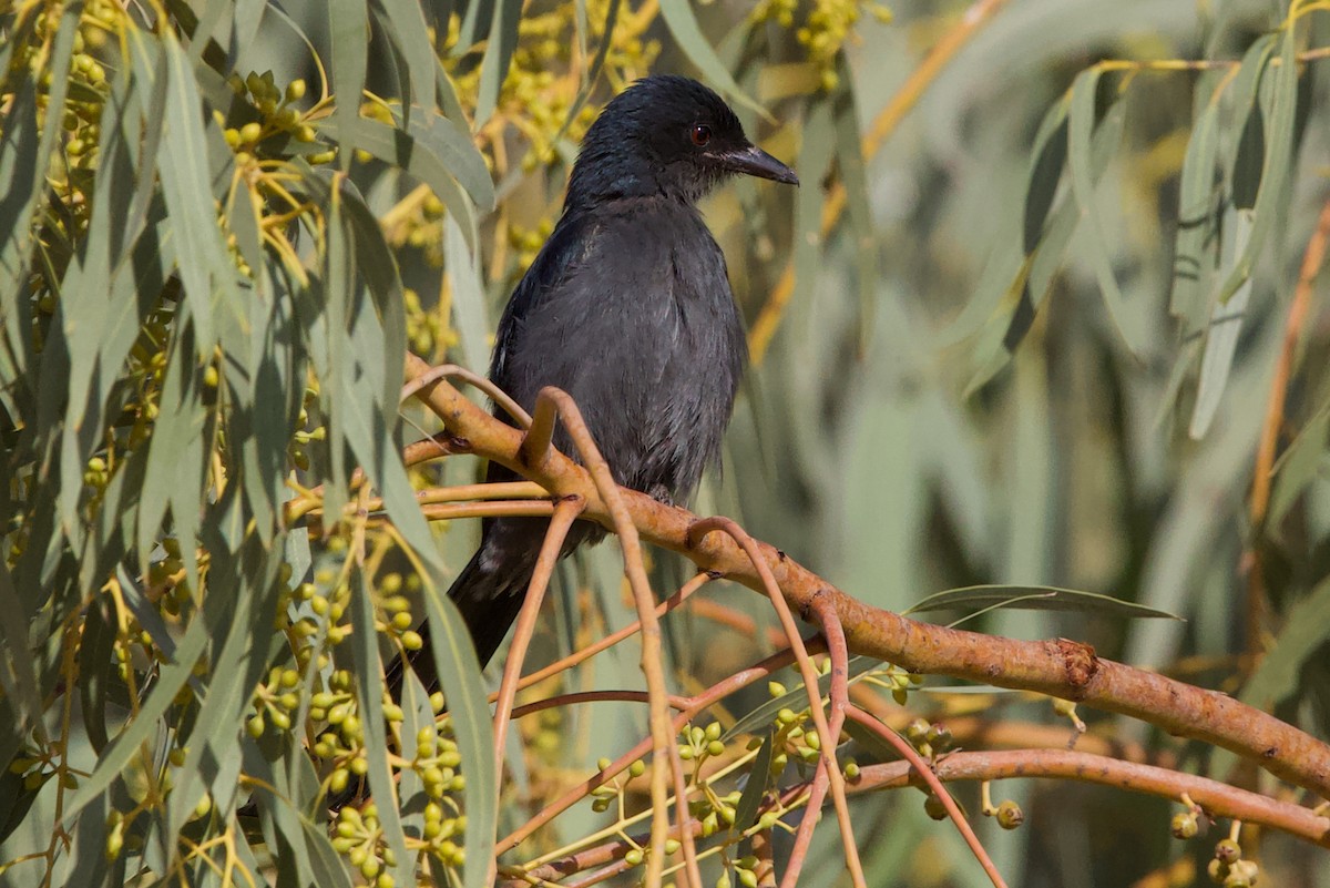 דרונגו שחור - ML646655598
