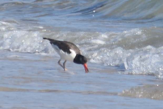 American Oystercatcher - ML646655599