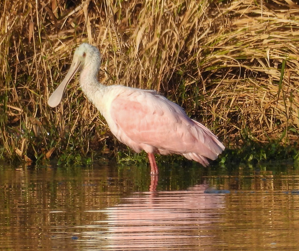 Roseate Spoonbill - ML646655600