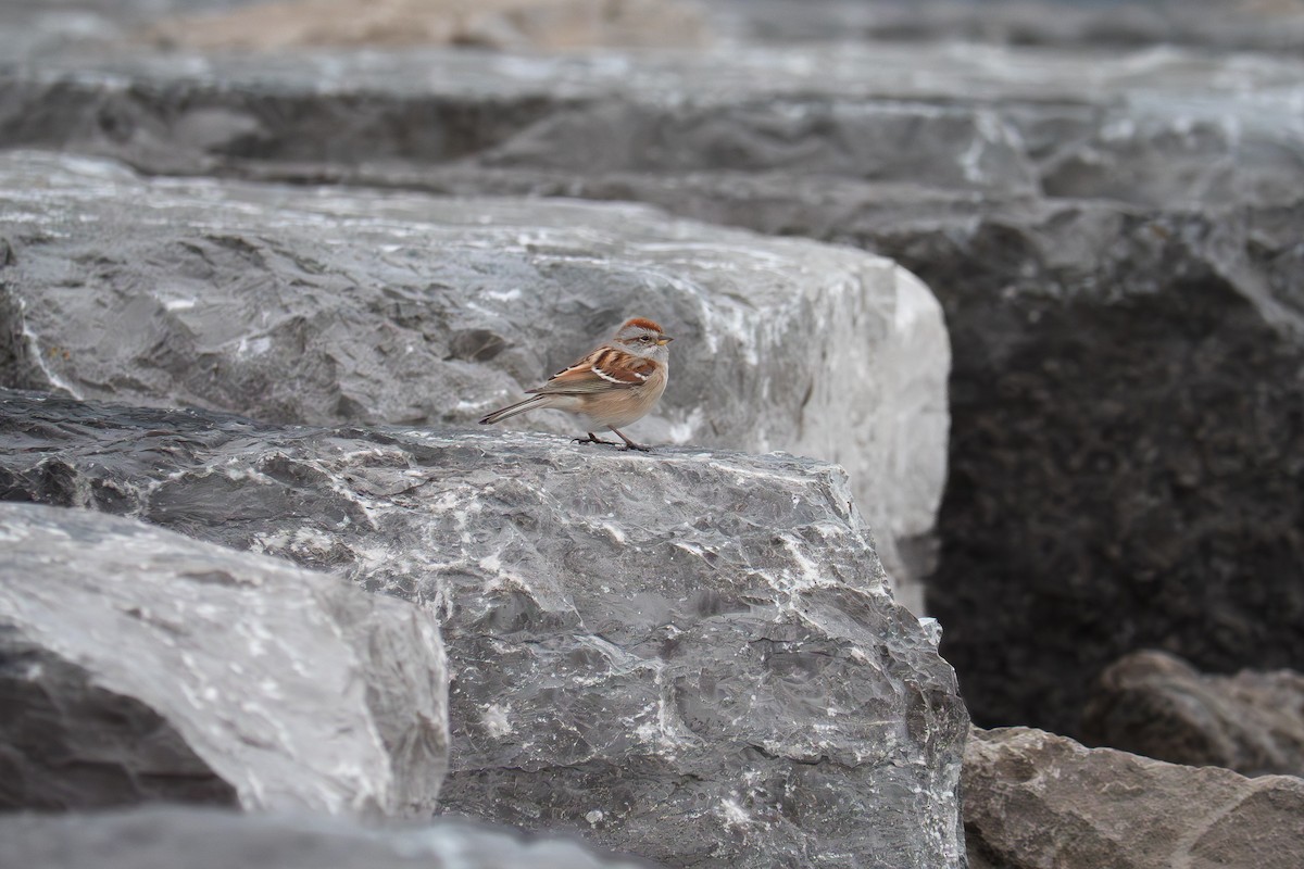 American Tree Sparrow - ML646655601