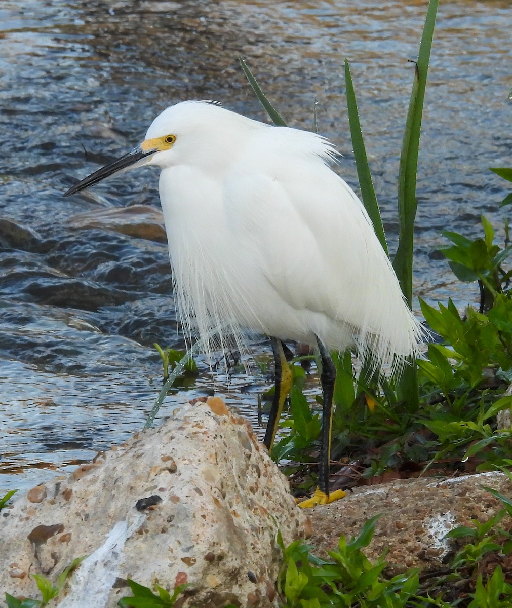 Snowy Egret - ML646655604