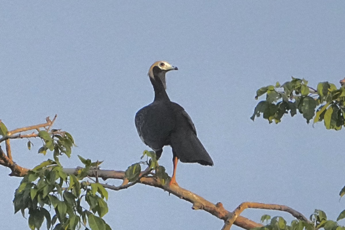 Blue-throated Piping-Guan - ML646655605