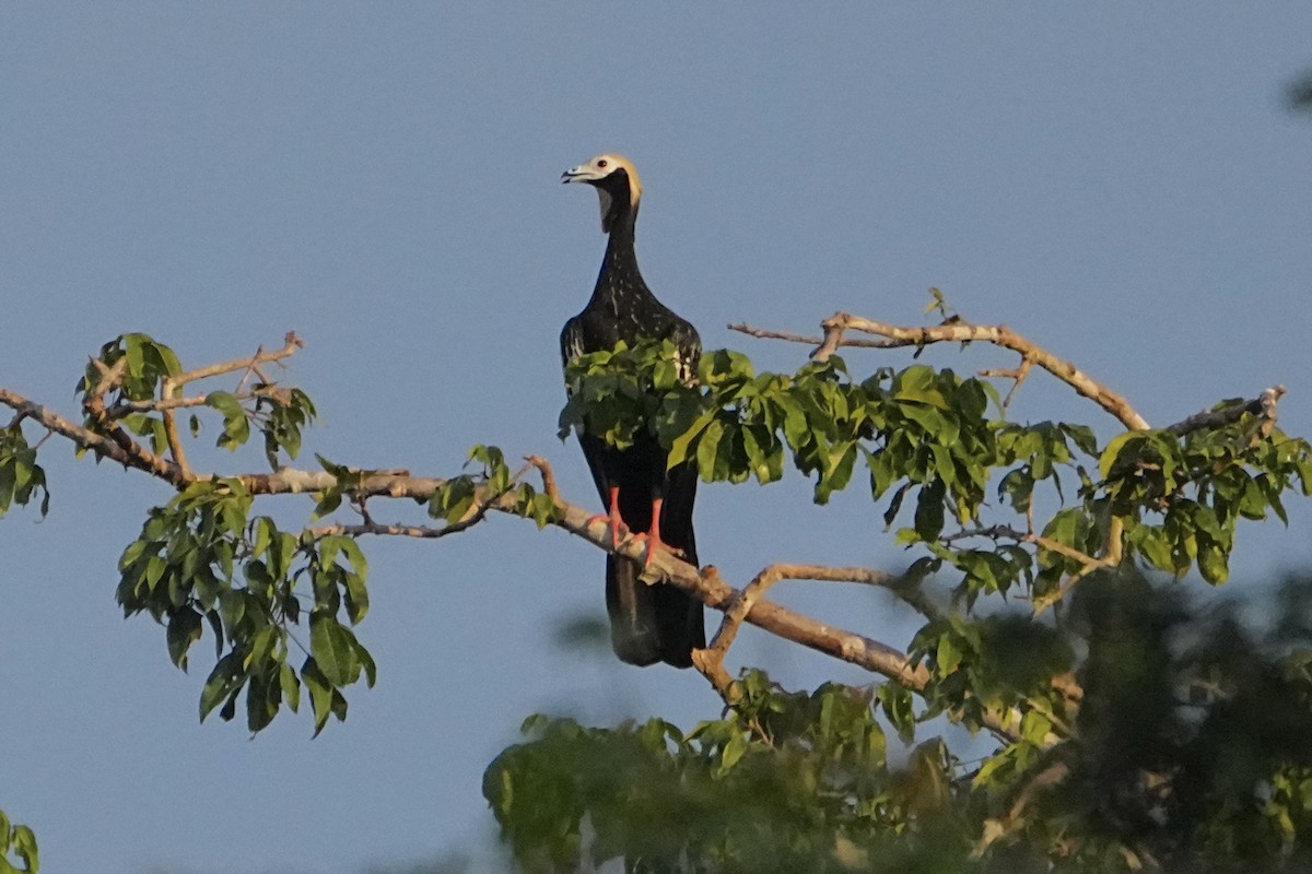 Blue-throated Piping-Guan - ML646655606