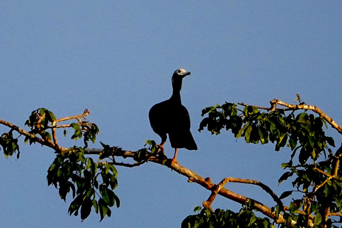 Blue-throated Piping-Guan - ML646655607