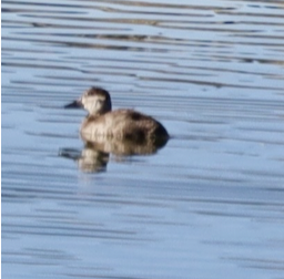 Gobbo della Giamaica - ML646655608