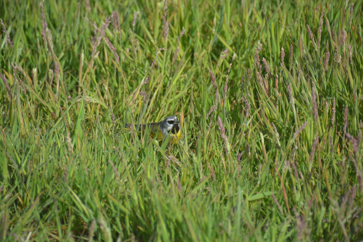 White-bridled Finch - ML646655609