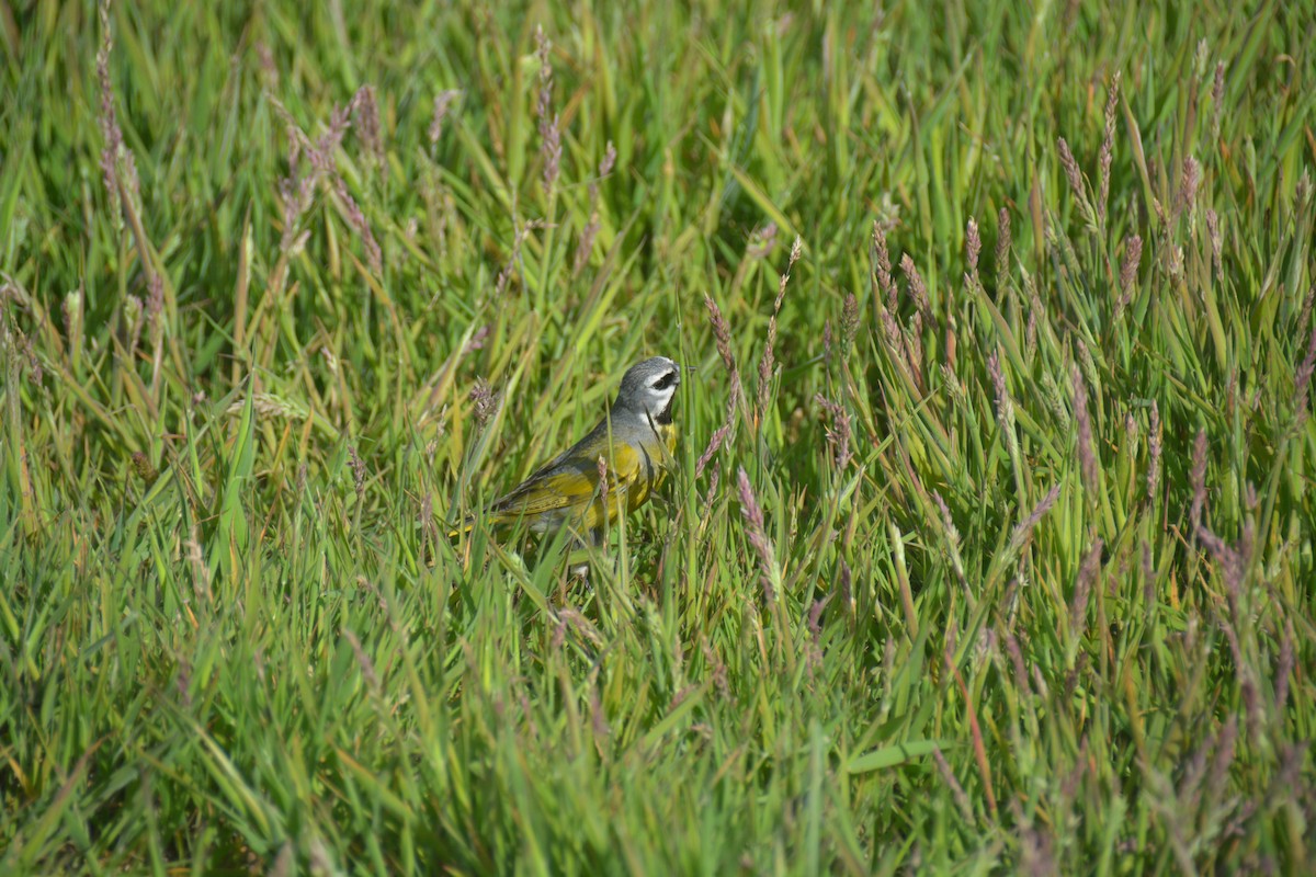 White-bridled Finch - ML646655610