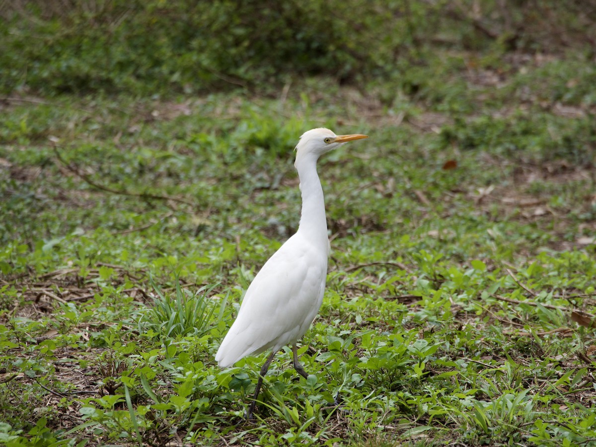 Western Cattle-Egret - ML646655613