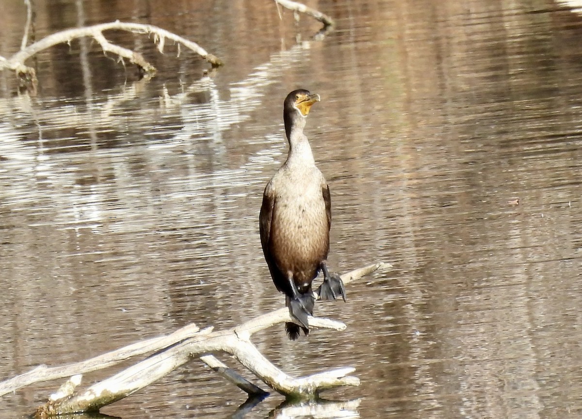 Double-crested Cormorant - ML646655618